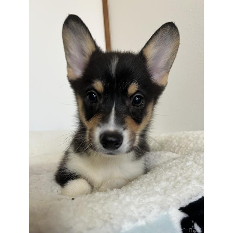 販売中の和歌山県のウェルシュコーギーペンブローク-418659の7枚目