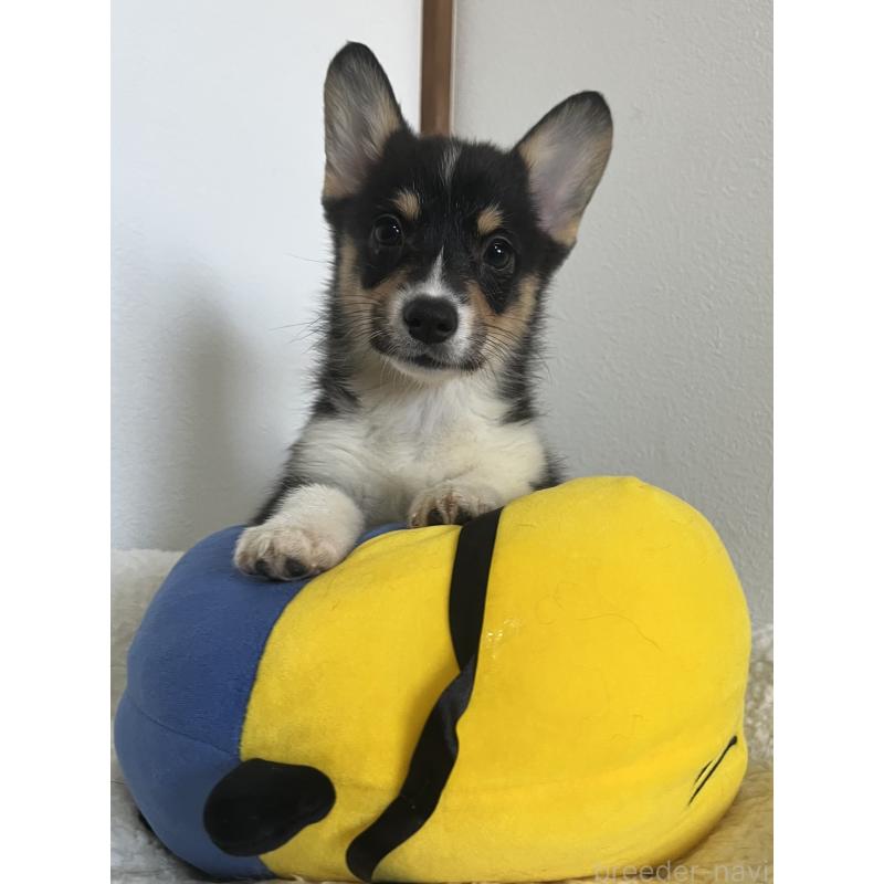 販売中の和歌山県のウェルシュコーギーペンブローク-418659の6枚目