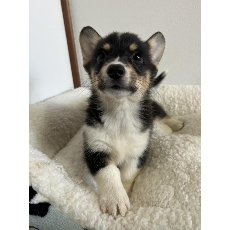 販売中の和歌山県のウェルシュコーギーペンブローク-418659の5枚目