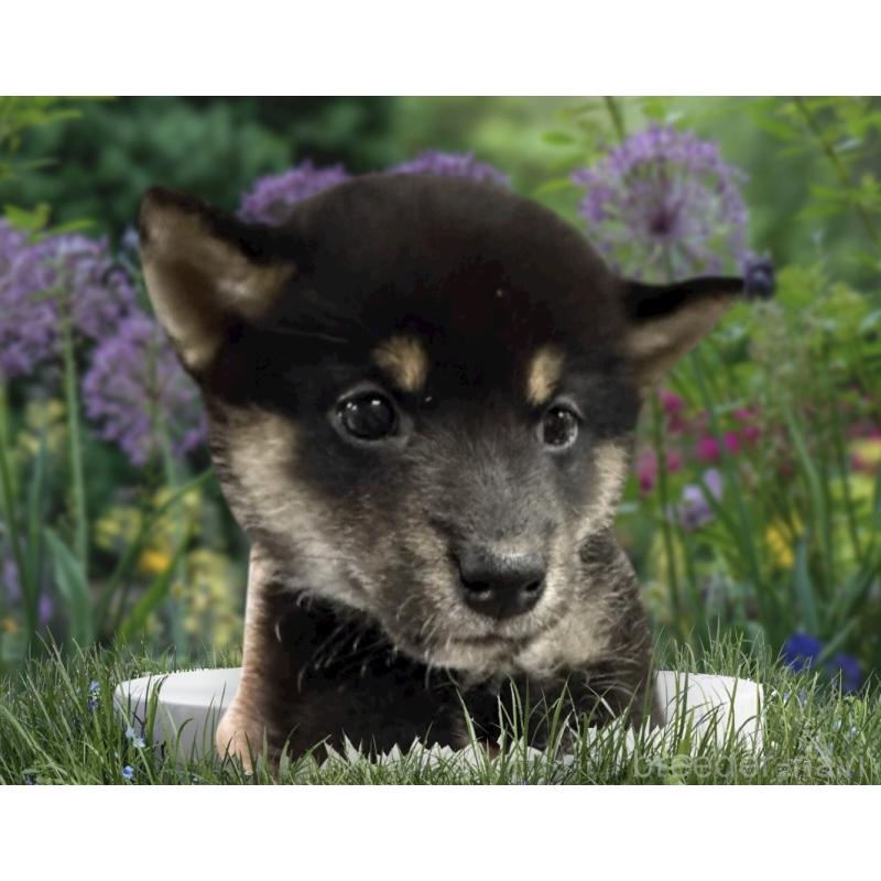 販売中の福岡県の柴犬-425887の1枚目