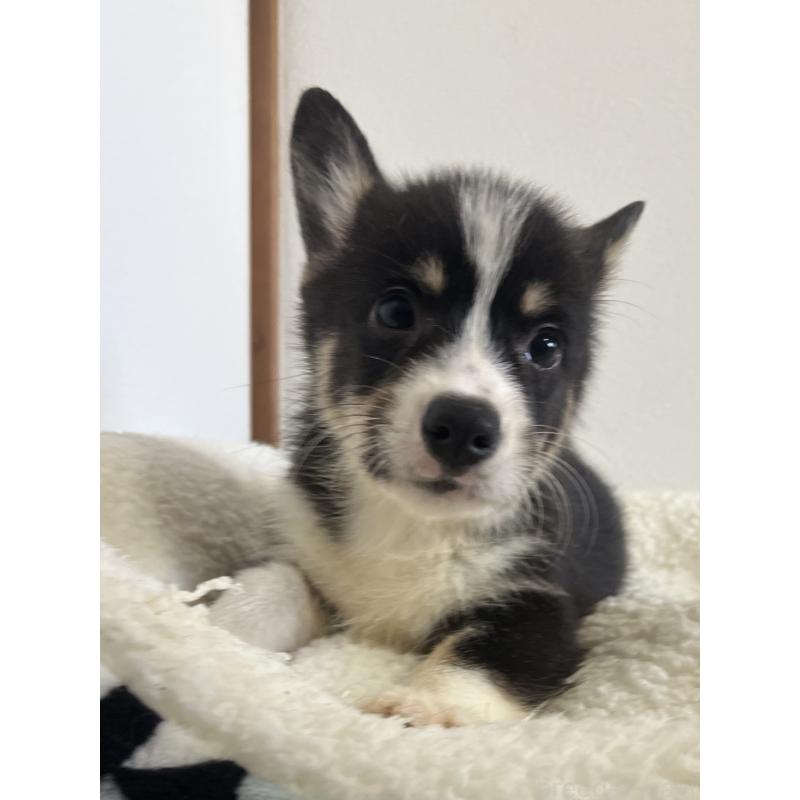 販売中の和歌山県のウェルシュコーギーペンブローク-418663の7枚目