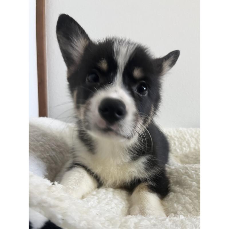 販売中の和歌山県のウェルシュコーギーペンブローク-418663の6枚目