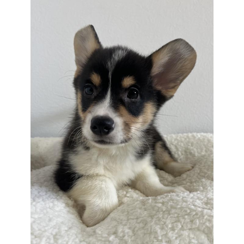 販売中の和歌山県のウェルシュコーギーペンブローク-418666の9枚目