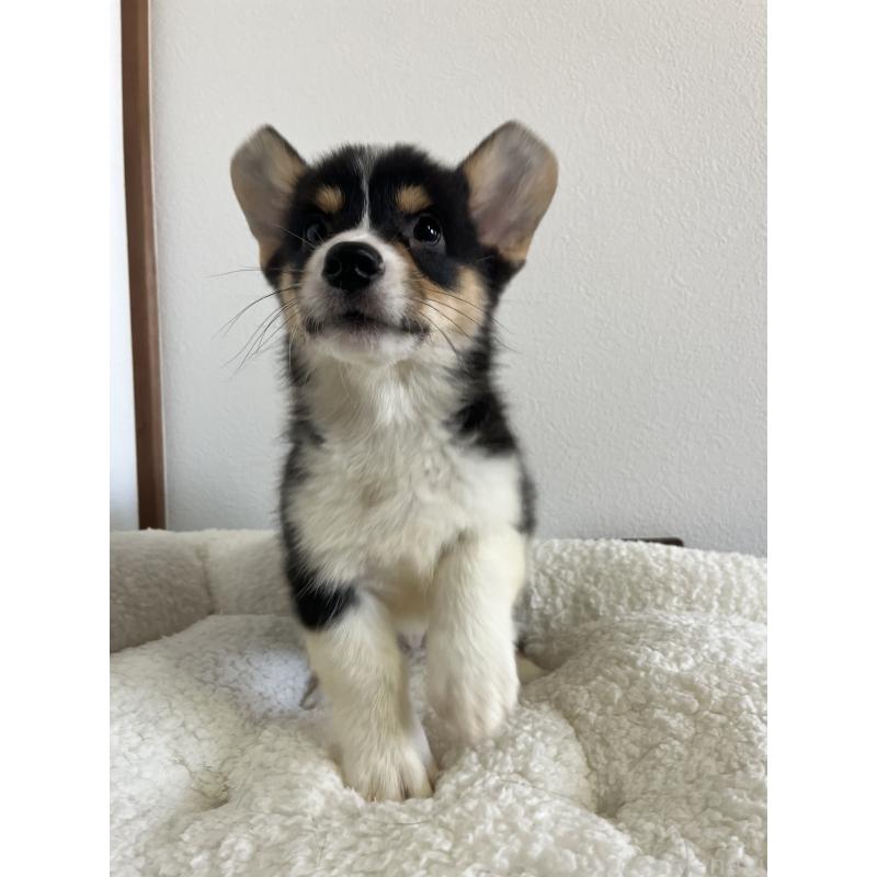 販売中の和歌山県のウェルシュコーギーペンブローク-418666の8枚目