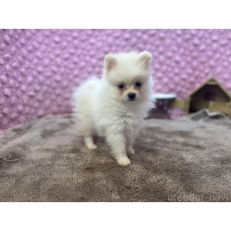 販売中の茨城県のポメラニアン-425890の13枚目