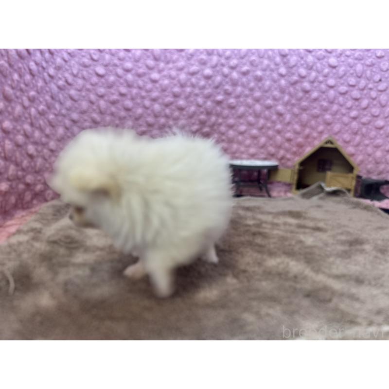 販売中の茨城県のポメラニアン-425890の12枚目