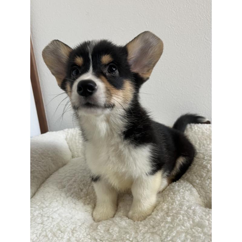 販売中の和歌山県のウェルシュコーギーペンブローク-418666の7枚目