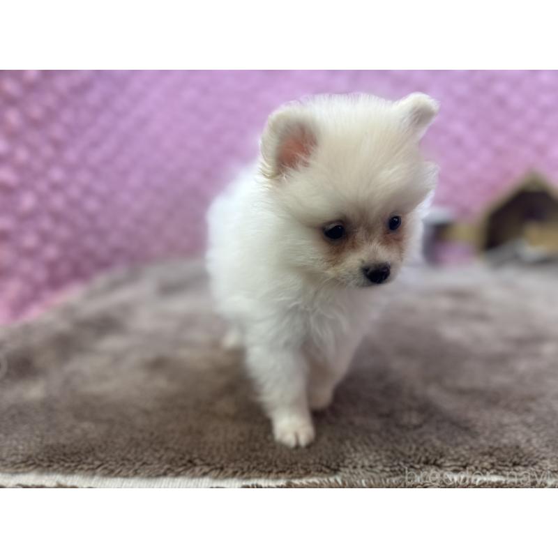 販売中の茨城県のポメラニアン-425890の1枚目