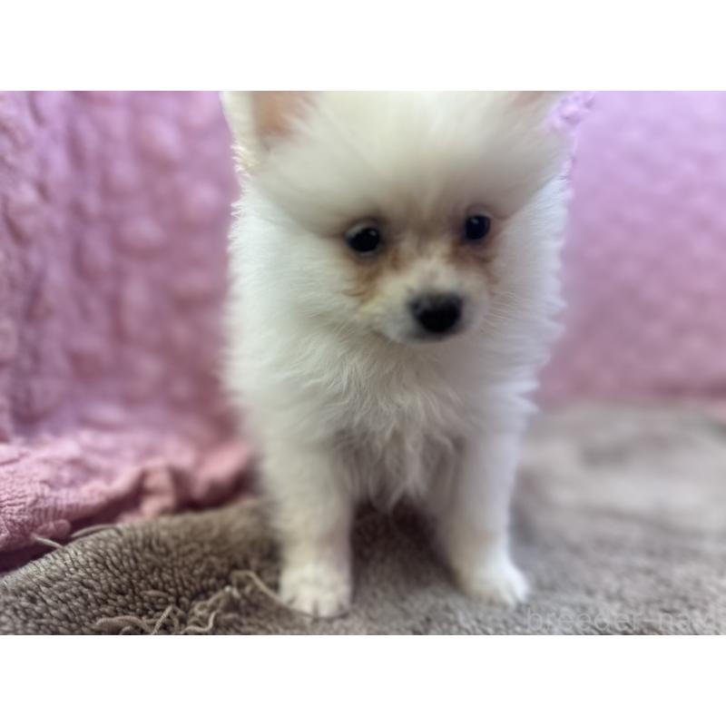 販売中の茨城県のポメラニアン-425890の11枚目