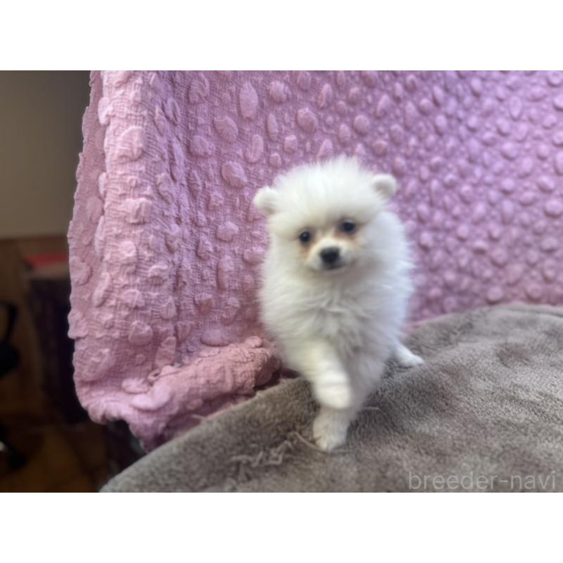 販売中の茨城県のポメラニアン-425890の10枚目