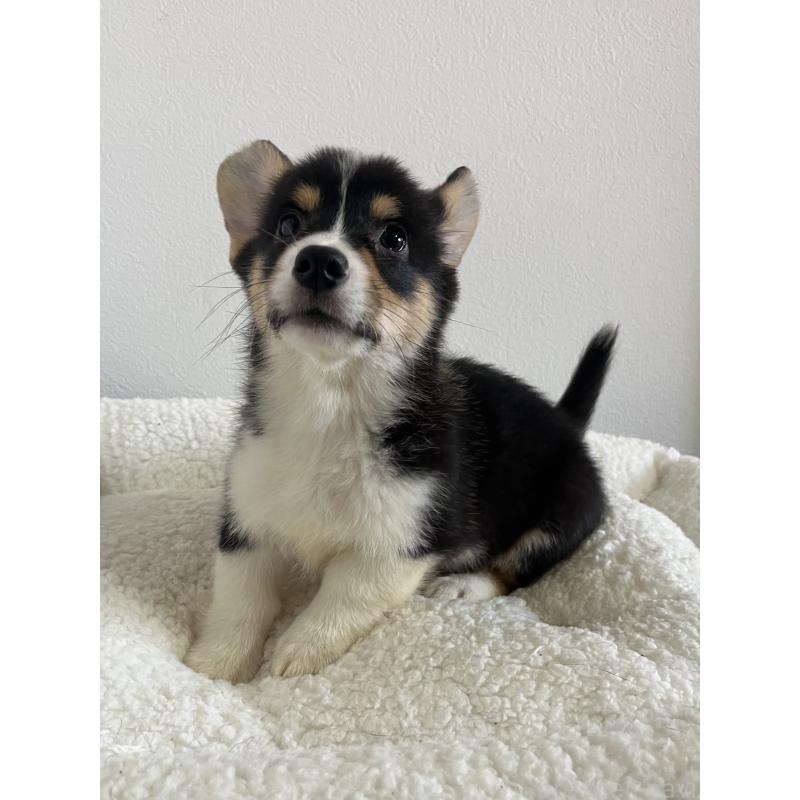 販売中の和歌山県のウェルシュコーギーペンブローク-418666の6枚目