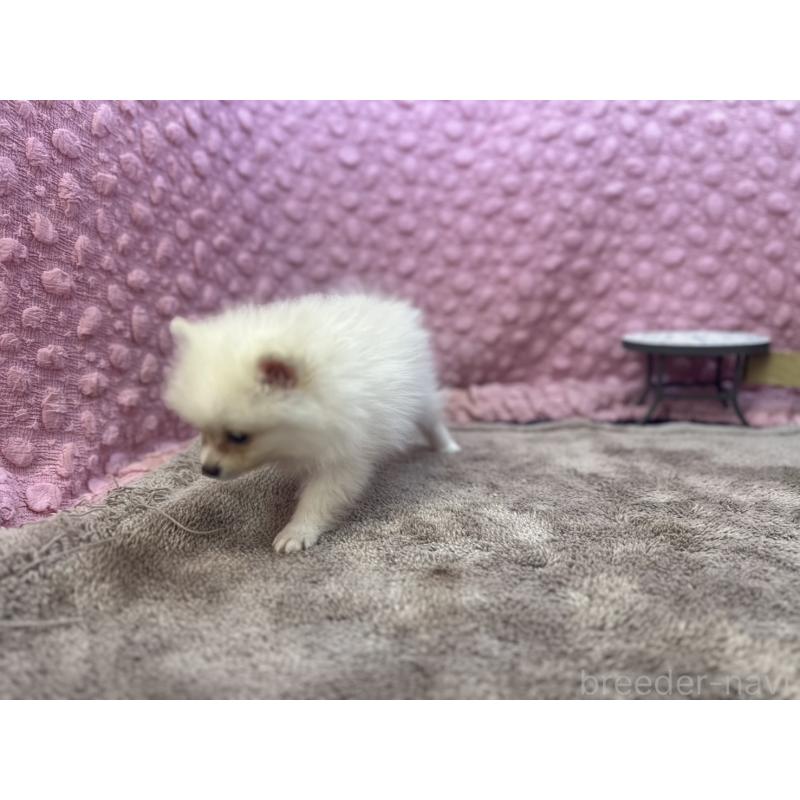 販売中の茨城県のポメラニアン-425890の9枚目