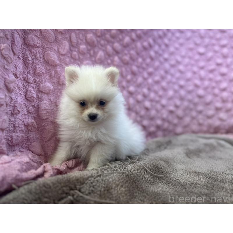 販売中の茨城県のポメラニアン-425890の8枚目