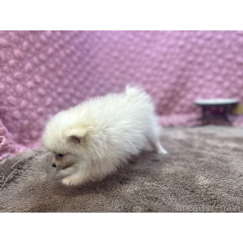 販売中の茨城県のポメラニアン-425890の7枚目