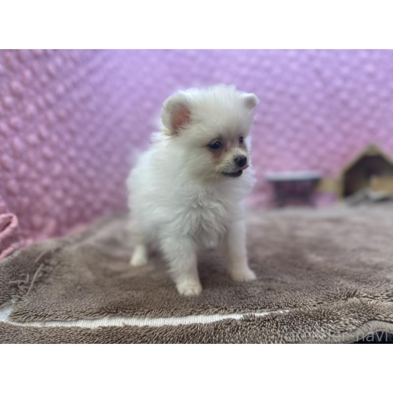 販売中の茨城県のポメラニアン-425890の6枚目