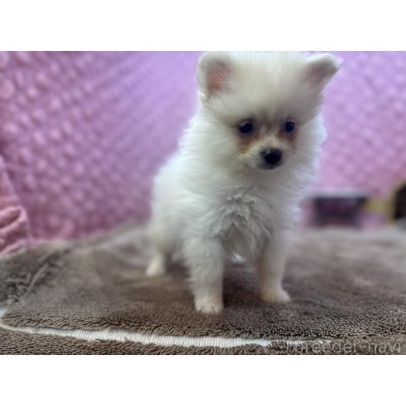 販売中の茨城県のポメラニアン-425890の5枚目