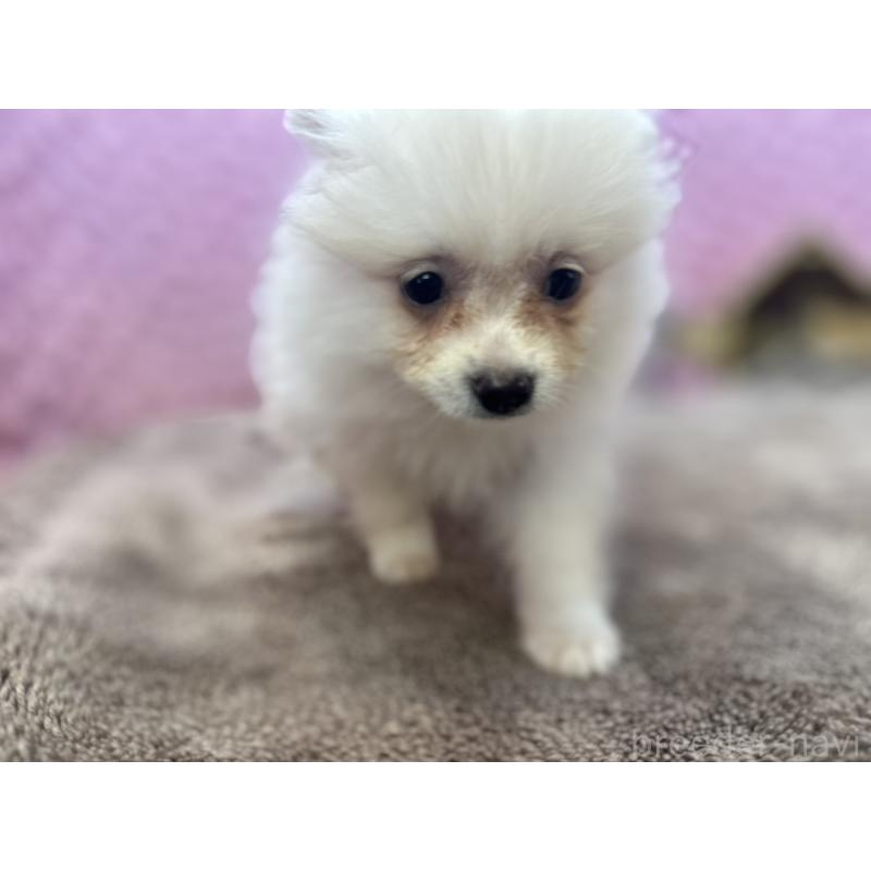 販売中の茨城県のポメラニアン-425890の3枚目