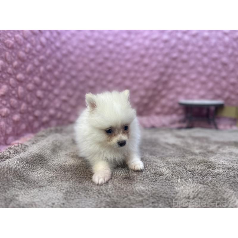 販売中の茨城県のポメラニアン-425890の4枚目