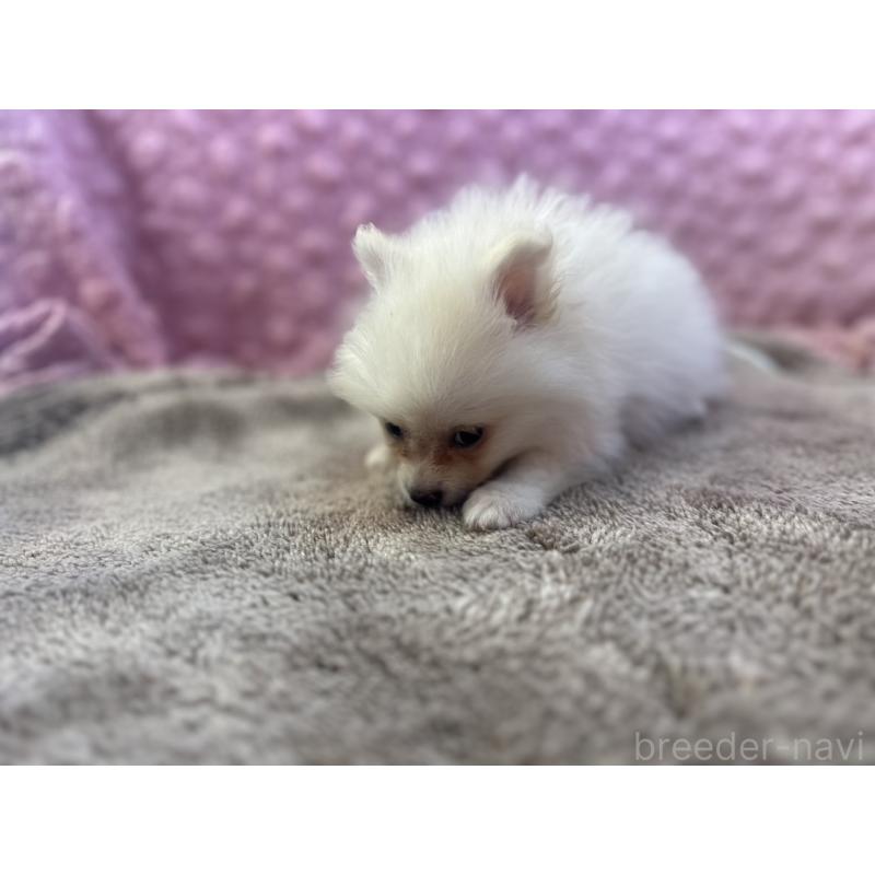 販売中の茨城県のポメラニアン-425890の2枚目