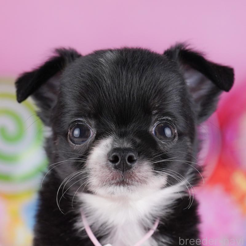 販売中の神奈川県のチワワ(ロングコート)-425895の1枚目