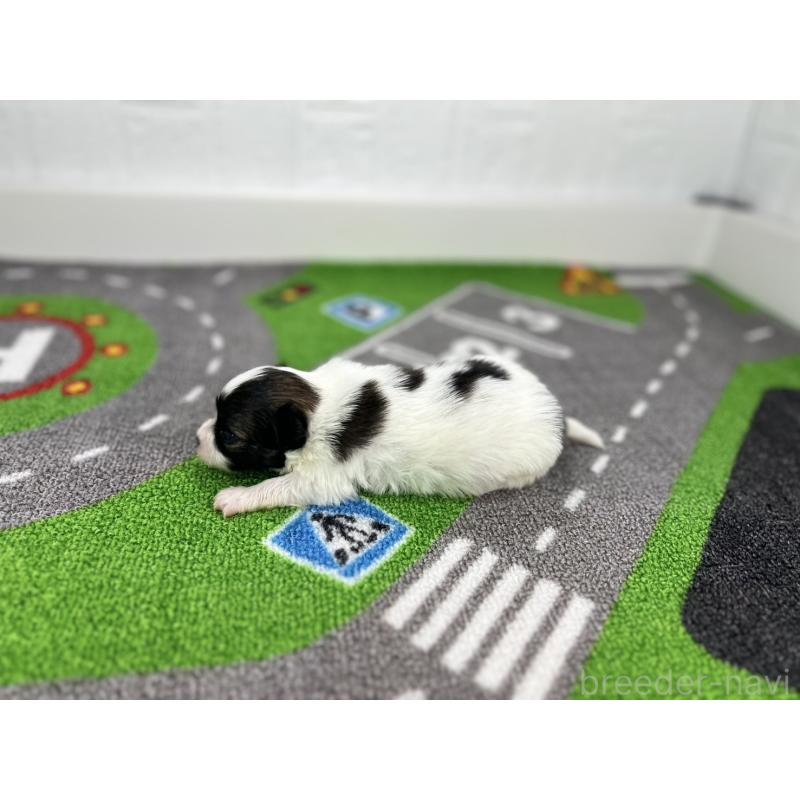 販売中の愛知県のパピヨン-425891の6枚目