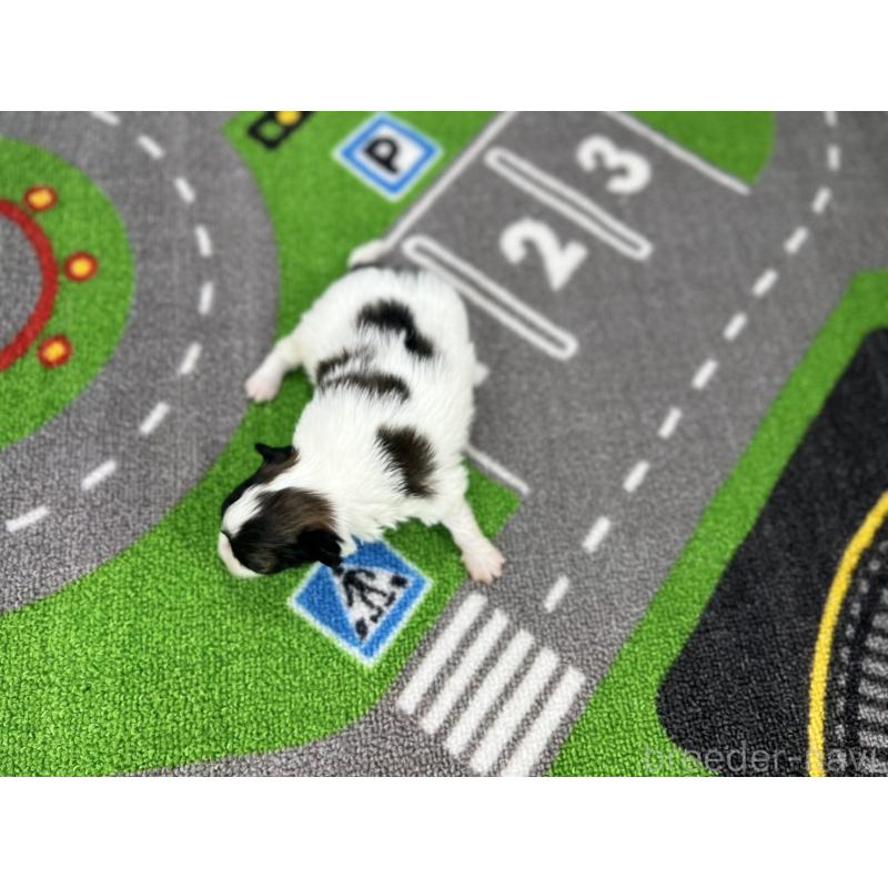 販売中の愛知県のパピヨン-425891の5枚目