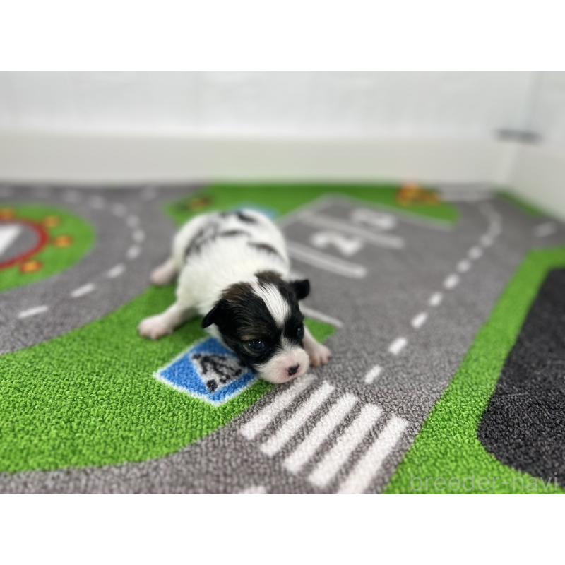 販売中の愛知県のパピヨン-425891の4枚目