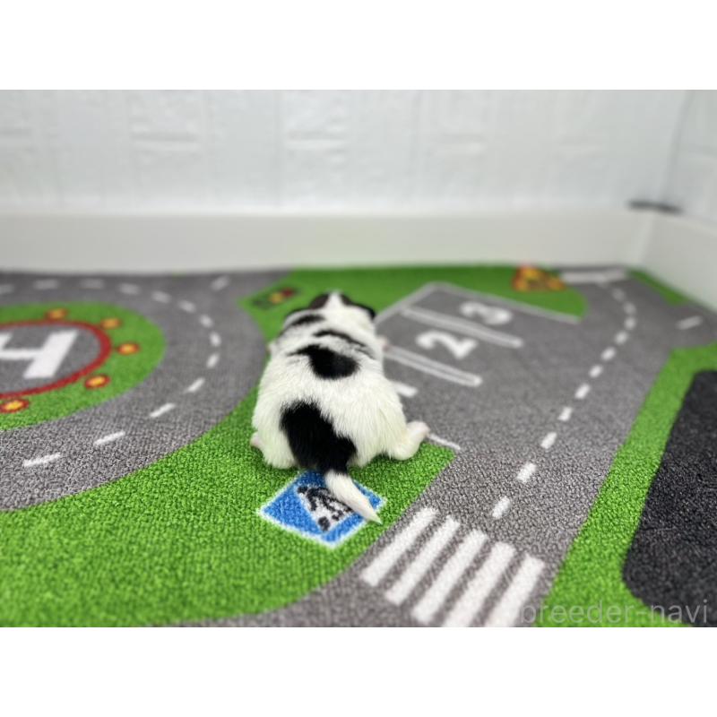 販売中の愛知県のパピヨン-425891の3枚目