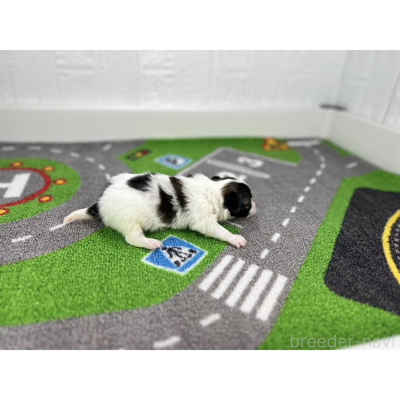 販売中の愛知県のパピヨン-425891の2枚目