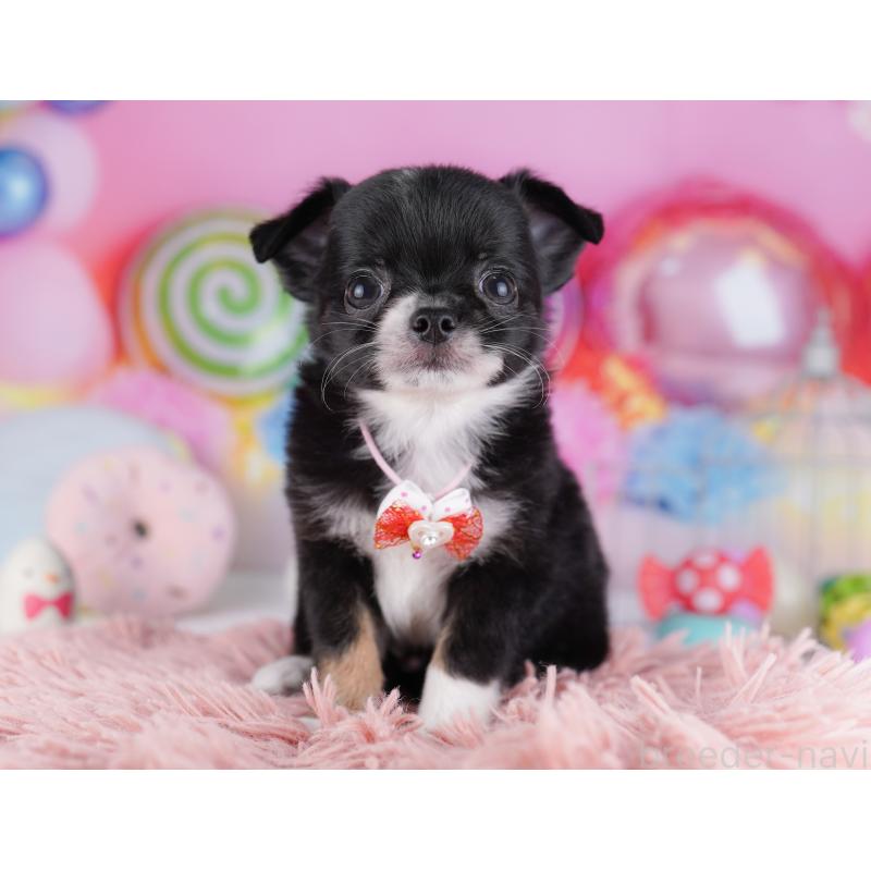 販売中の神奈川県のチワワ(ロングコート)-425895の17枚目