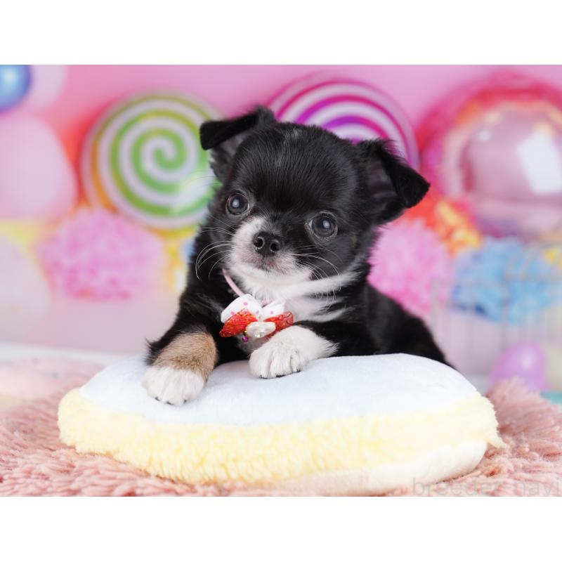 販売中の神奈川県のチワワ(ロングコート)-425895の16枚目