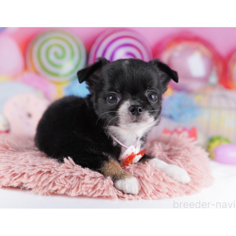 販売中の神奈川県のチワワ(ロングコート)-425895の15枚目