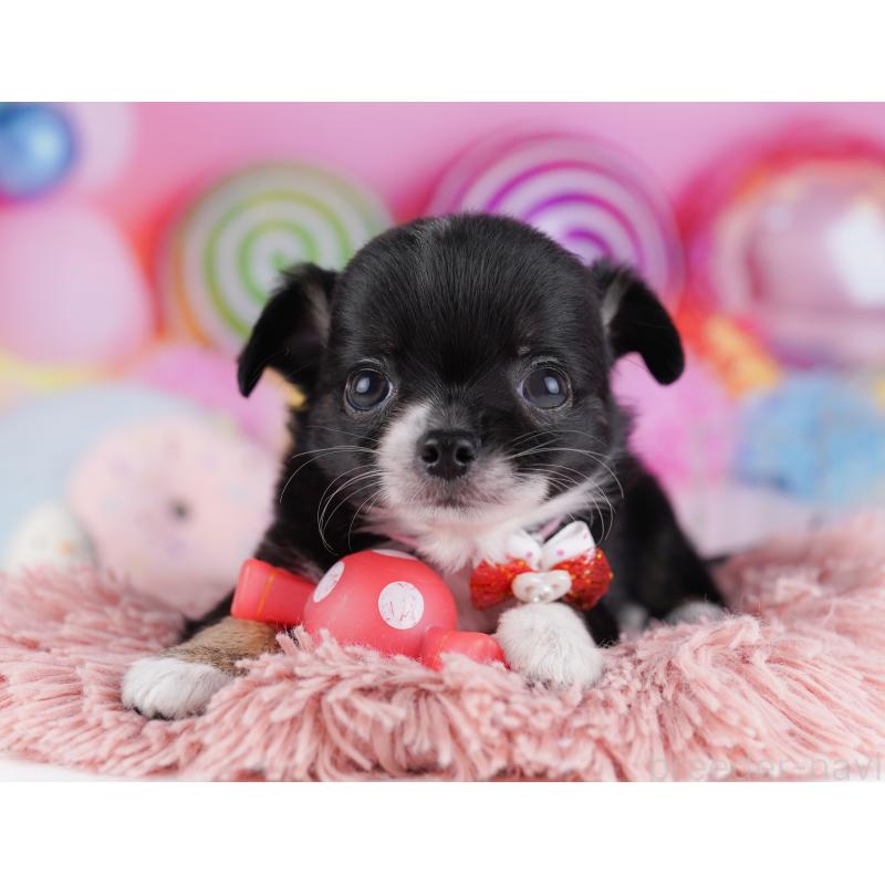 販売中の神奈川県のチワワ(ロングコート)-425895の14枚目