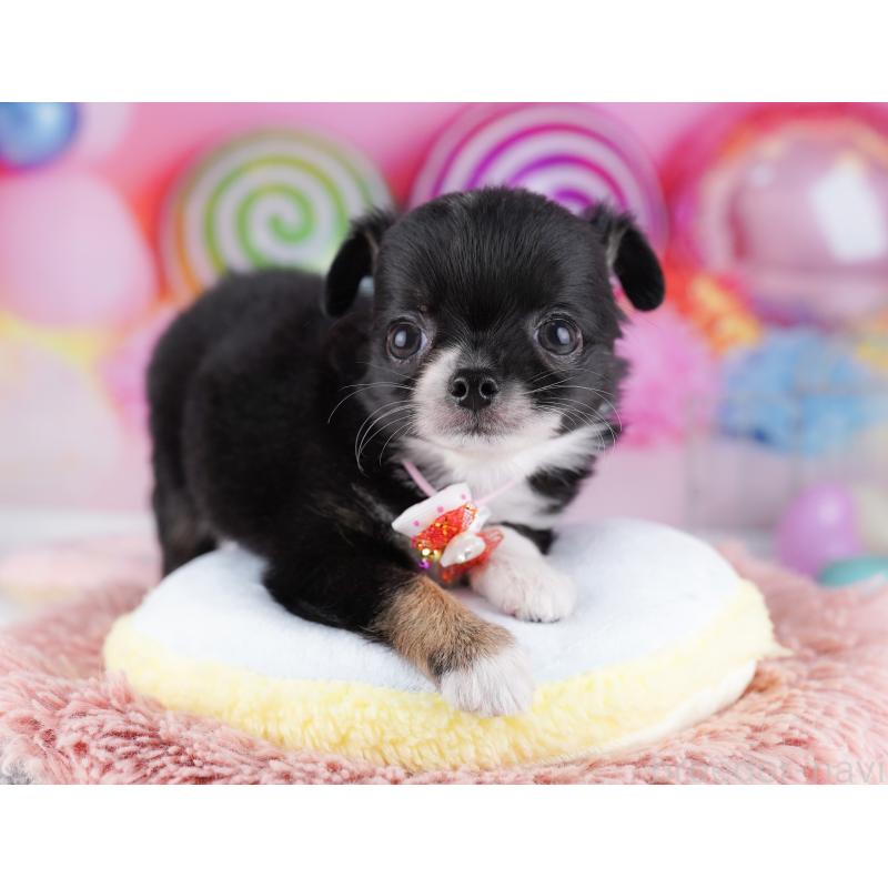 販売中の神奈川県のチワワ(ロングコート)-425895の13枚目