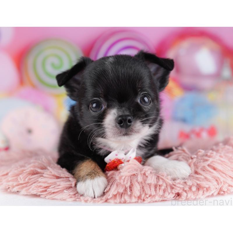 販売中の神奈川県のチワワ(ロングコート)-425895の12枚目