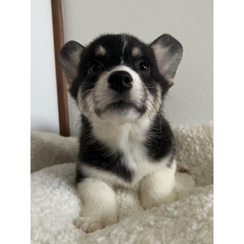 販売中の和歌山県のウェルシュコーギーペンブローク-418668