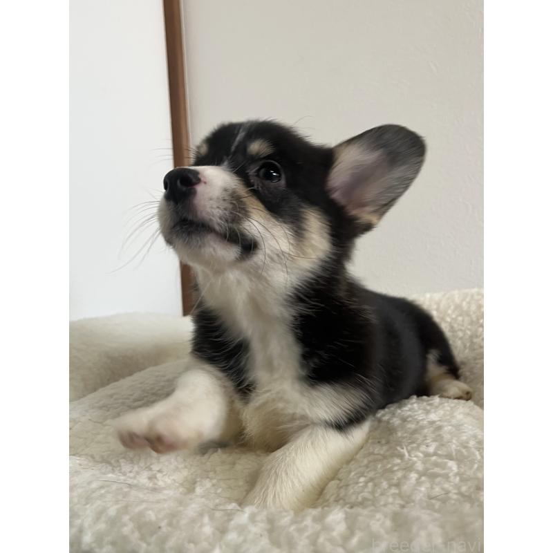 販売中の和歌山県のウェルシュコーギーペンブローク-418668の9枚目