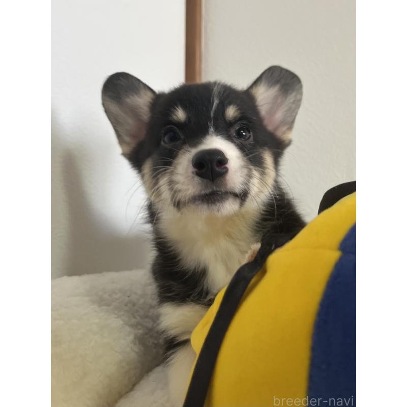 販売中の和歌山県のウェルシュコーギーペンブローク-418668の8枚目