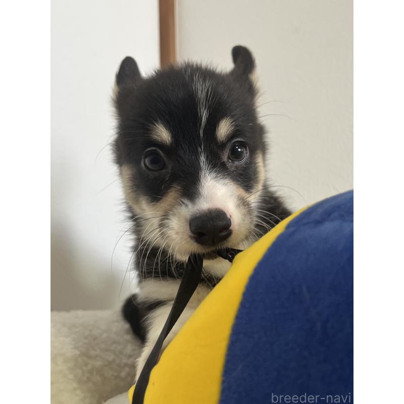 販売中の和歌山県のウェルシュコーギーペンブローク-418668の7枚目