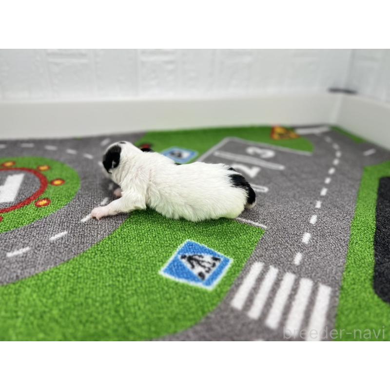 販売中の愛知県のパピヨン-425893の6枚目