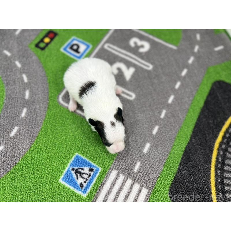 販売中の愛知県のパピヨン-425893の5枚目