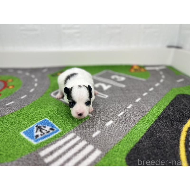 販売中の愛知県のパピヨン-425893の4枚目