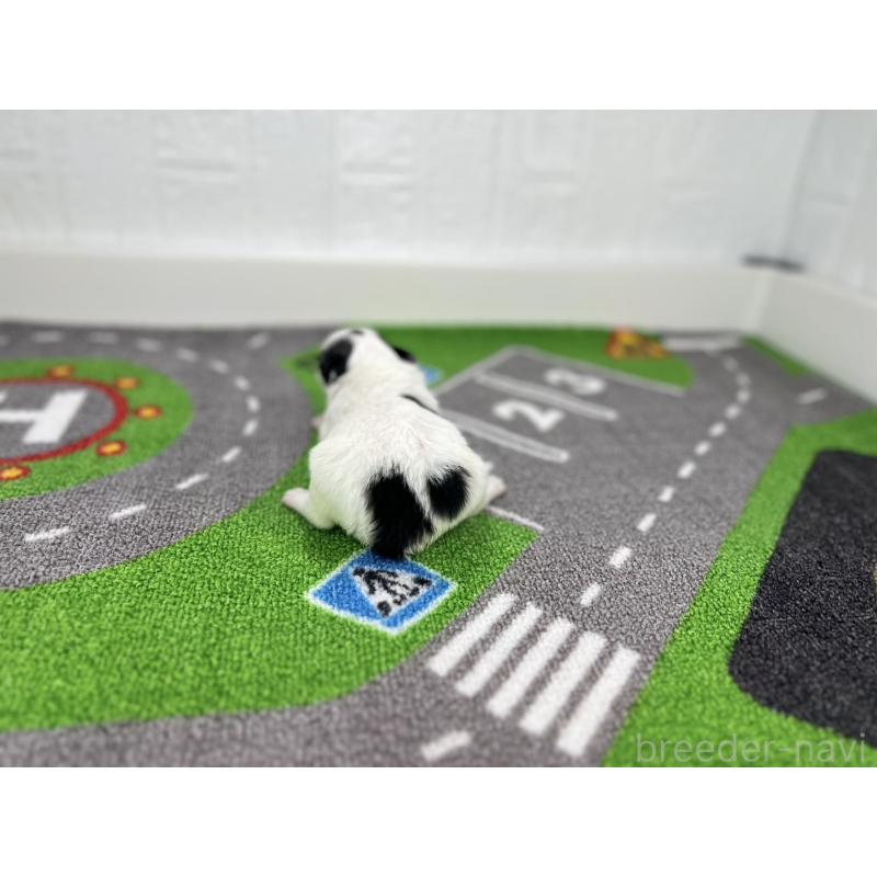 販売中の愛知県のパピヨン-425893の3枚目