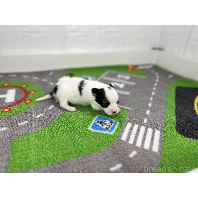 販売中の愛知県のパピヨン-425893の2枚目