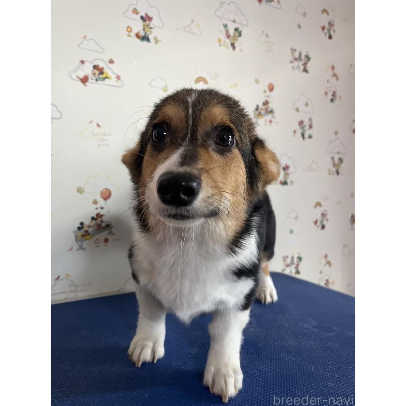 販売中の和歌山県のウェルシュコーギーペンブローク-394628の17枚目