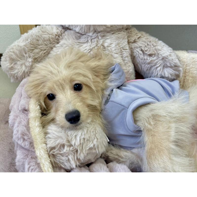 販売中の福岡県のポメプー:ポメラニアン×トイプードル-406552の8枚目