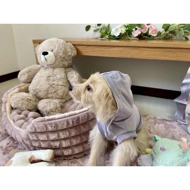 販売中の福岡県のポメプー:ポメラニアン×トイプードル-406552の7枚目