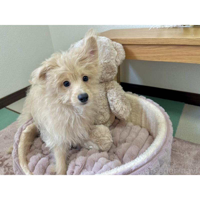 販売中の福岡県のポメプー:ポメラニアン×トイプードル-406552の6枚目