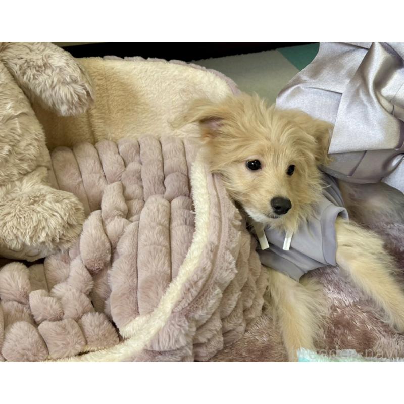 販売中の福岡県のポメプー:ポメラニアン×トイプードル-406552の5枚目