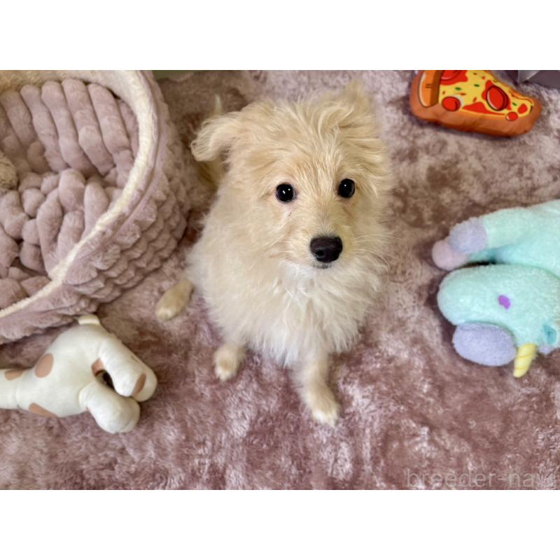 販売中の福岡県のポメプー:ポメラニアン×トイプードル-406552の4枚目